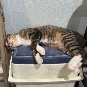 Meet your Posher, Leon